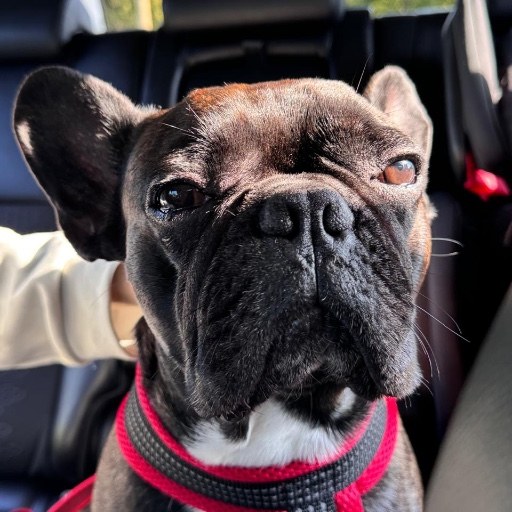 Арчи